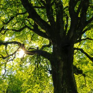 Chêne en pleine feuille